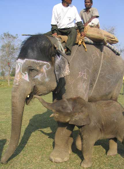elephant with mother